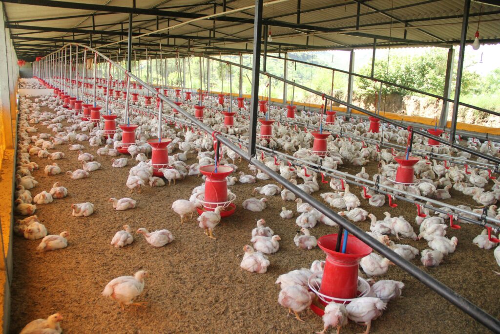 Wide-angle view of a large chicken coop filled with white chickens and feeding stations.